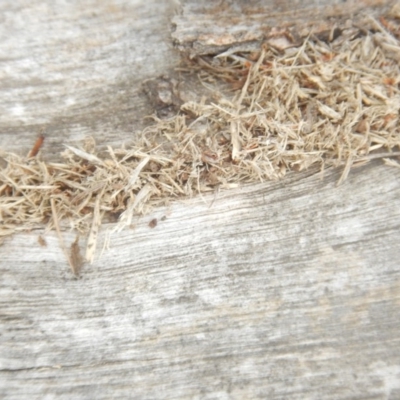 Papyrius nitidus (Shining Coconut Ant) at Garran, ACT - 24 Mar 2018 by MichaelMulvaney