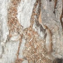 Papyrius nitidus at Garran, ACT - 24 Mar 2018