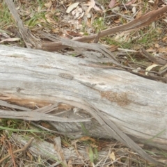 Papyrius nitidus at Garran, ACT - 24 Mar 2018