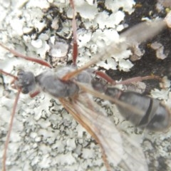 Myrmecia sp. (genus) (Bull ant or Jack Jumper) at Red Hill Nature Reserve - 24 Mar 2018 by MichaelMulvaney