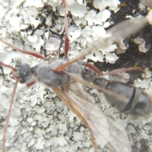 Myrmecia sp. (genus) at Garran, ACT - 24 Mar 2018 04:14 PM