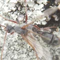 Myrmecia sp. (genus) (Bull ant or Jack Jumper) at Garran, ACT - 24 Mar 2018 by MichaelMulvaney