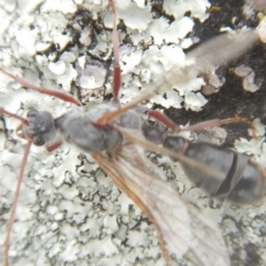 Myrmecia sp. (genus) at Garran, ACT - 24 Mar 2018