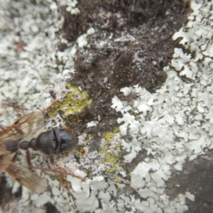 Myrmecia sp. (genus) at Garran, ACT - 24 Mar 2018 04:14 PM