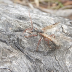 Myrmecia sp. (genus) at Garran, ACT - 24 Mar 2018 04:14 PM