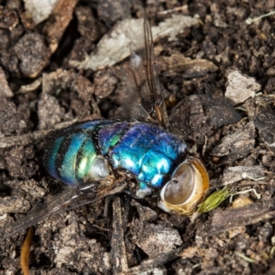Rutilia (Chrysorutilia) sp. (genus & subgenus) (A Bristle Fly) at Gungaderra Grasslands - 24 Mar 2018 by DerekC