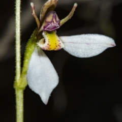 Eriochilus cucullatus (Parson's Bands) at Canberra Central, ACT - 23 Mar 2018 by DerekC