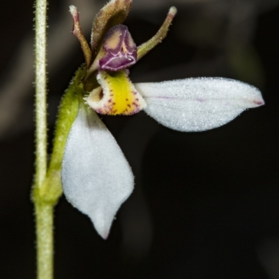 Eriochilus cucullatus (Parson's Bands) at Black Mountain - 23 Mar 2018 by DerekC