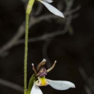 Eriochilus cucullatus at Canberra Central, ACT - 23 Mar 2018