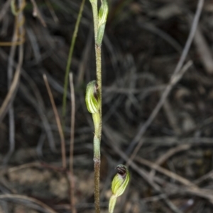 Speculantha rubescens at Canberra Central, ACT - 23 Mar 2018