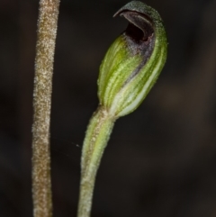 Speculantha rubescens at Canberra Central, ACT - 23 Mar 2018