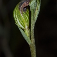 Speculantha rubescens at Canberra Central, ACT - 23 Mar 2018