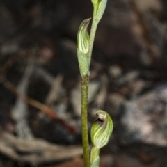 Speculantha rubescens at Canberra Central, ACT - 23 Mar 2018