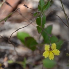 Goodenia hederacea subsp. hederacea (Ivy Goodenia, Forest Goodenia) at Wamboin, NSW - 1 Feb 2018 by natureguy