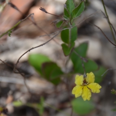 Goodenia hederacea subsp. hederacea (Ivy Goodenia, Forest Goodenia) at Wamboin, NSW - 1 Feb 2018 by natureguy