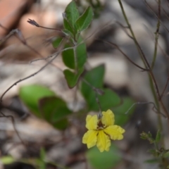 Goodenia hederacea subsp. hederacea at Wamboin, NSW - 1 Feb 2018 12:33 PM