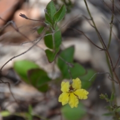 Goodenia hederacea subsp. hederacea at Wamboin, NSW - 1 Feb 2018