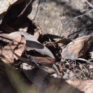 Goniaea opomaloides at Wamboin, NSW - 1 Feb 2018