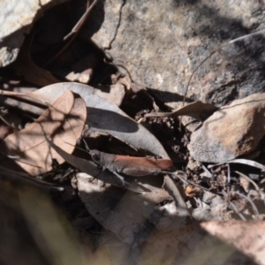 Goniaea opomaloides at Wamboin, NSW - 1 Feb 2018