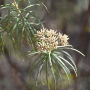 Cassinia longifolia at Wamboin, NSW - 1 Feb 2018