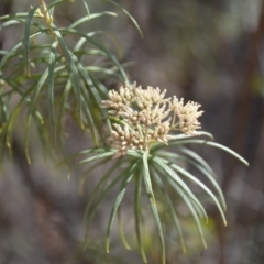 Cassinia longifolia (Shiny Cassinia, Cauliflower Bush) at Wamboin, NSW - 1 Feb 2018 by natureguy