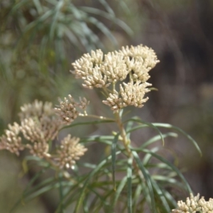 Cassinia longifolia at Wamboin, NSW - 1 Feb 2018 12:38 PM