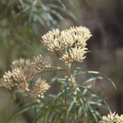 Cassinia longifolia at Wamboin, NSW - 1 Feb 2018