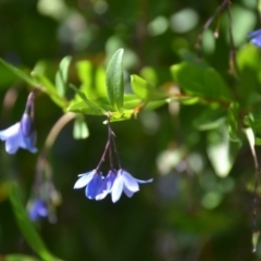 Billardiera heterophylla (Western Australian Bluebell Creeper) at QPRC LGA - 1 Feb 2018 by natureguy