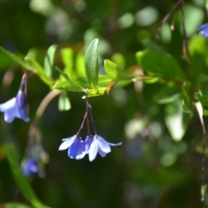 Billardiera heterophylla at Wamboin, NSW - 1 Feb 2018