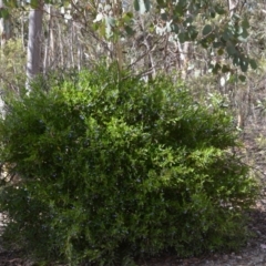 Billardiera heterophylla at Wamboin, NSW - 1 Feb 2018