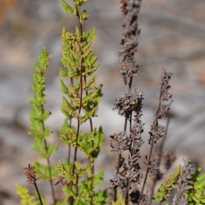 Cheilanthes sieberi (Rock Fern) at QPRC LGA - 1 Feb 2018 by natureguy