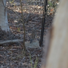 Cinclosoma punctatum (Spotted Quail-thrush) at Wamboin, NSW - 3 Feb 2018 by natureguy