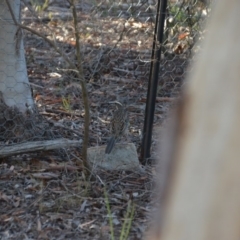 Cinclosoma punctatum (Spotted Quail-thrush) at Wamboin, NSW - 2 Feb 2018 by natureguy