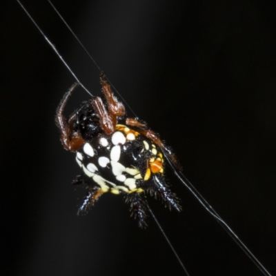 Austracantha minax (Christmas Spider, Jewel Spider) at Black Mountain - 23 Mar 2018 by DerekC