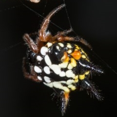 Austracantha minax at Canberra Central, ACT - 23 Mar 2018 01:46 PM