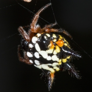 Austracantha minax at Canberra Central, ACT - 23 Mar 2018 01:46 PM