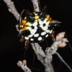 Austracantha minax at Canberra Central, ACT - 23 Mar 2018 01:46 PM