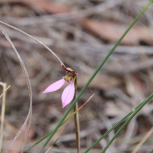 Eriochilus cucullatus at Canberra Central, ACT - suppressed