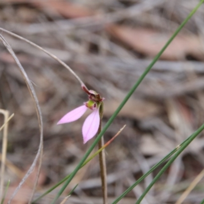 Eriochilus cucullatus (Parson's Bands) at Canberra Central, ACT - 24 Mar 2018 by petersan