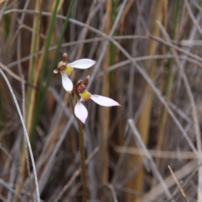 Eriochilus cucullatus (Parson's Bands) at Canberra Central, ACT - 25 Mar 2018 by petersan