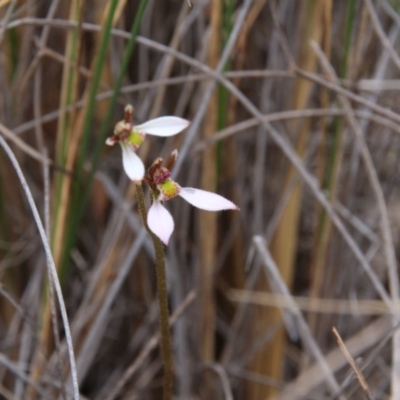 Eriochilus cucullatus (Parson's Bands) at Mount Majura - 24 Mar 2018 by petersan