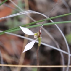 Eriochilus cucullatus (Parson's Bands) at Canberra Central, ACT - 25 Mar 2018 by petersan