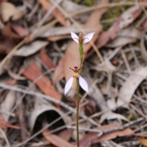 Eriochilus cucullatus at Canberra Central, ACT - 25 Mar 2018