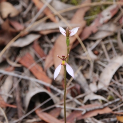 Eriochilus cucullatus (Parson's Bands) at Canberra Central, ACT - 24 Mar 2018 by petersan