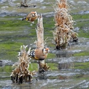 Carduelis carduelis at Fyshwick, ACT - 24 Mar 2018