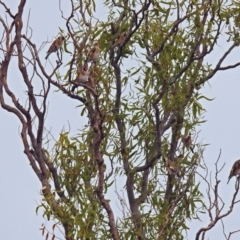 Carduelis carduelis at Fyshwick, ACT - 24 Mar 2018 01:27 PM