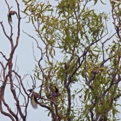 Carduelis carduelis at Fyshwick, ACT - 24 Mar 2018