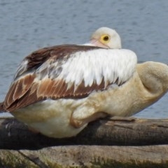 Pelecanus conspicillatus (Australian Pelican) at Fyshwick, ACT - 24 Mar 2018 by RodDeb