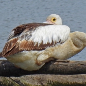 Pelecanus conspicillatus at Fyshwick, ACT - 24 Mar 2018