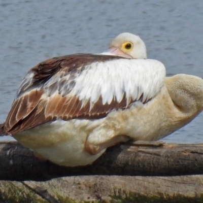 Pelecanus conspicillatus (Australian Pelican) at Jerrabomberra Wetlands - 24 Mar 2018 by RodDeb